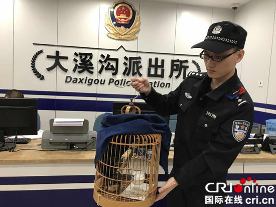 已過審【法制安全】渝中居民家中發現受傷“報喜鳥” 品種暫不明確