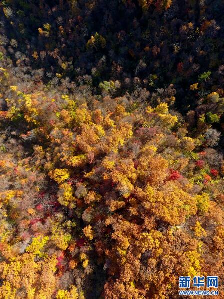 醉美金秋 紅葉盡染楓情萬種