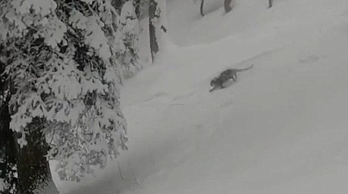 遊客印度滑雪偶遇瀕絕雪豹 氣氛緊張幸無人受傷