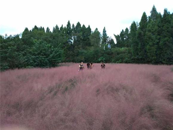 【環保視點 綠色康養圖文摘要】去潼南欣賞田園風光