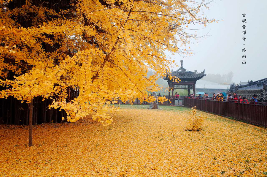 【探秘陜西  中   上 顯示圖在稿件最下方+焦點圖 顯示圖在稿件最下方】今年古觀音禪寺賞銀杏需網絡預約 每天最多7200人