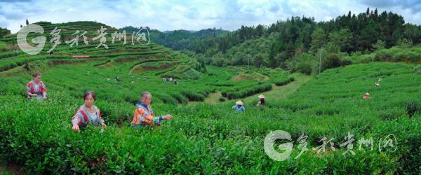 (黔茶貴水)一路向北 安順茶企將赴內蒙“吆喝”黔茶香 (黔茶貴水)一路向北 安順茶企將赴內蒙“吆喝”黔茶香