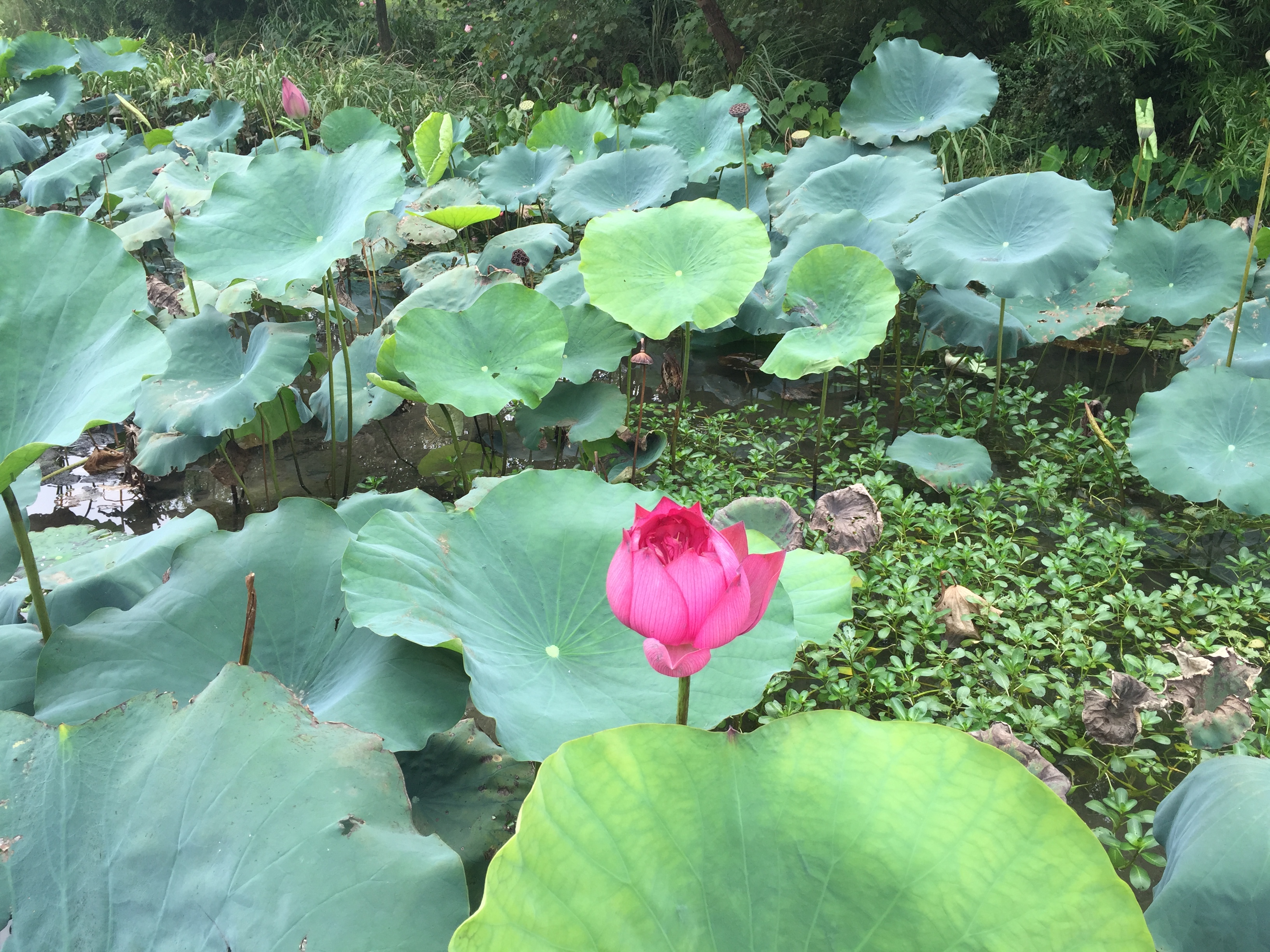 金秋杭州 邂逅西湖傲然綻放的“秋荷“