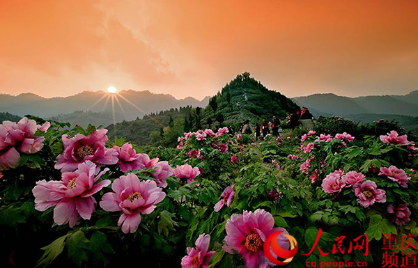 【區縣聯動】【墊江】墊江：從看花過境遊到康養目的地的蝶變