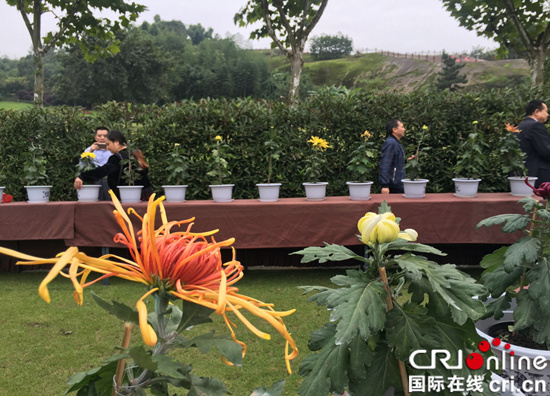 已過審【園區開發　列表】菊韻飄香 第21屆菊花藝術展在兩江新區園博園開幕