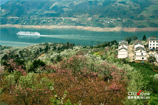 已過審【行遊巴渝+摘要】巫山：長江旅遊黃金地段“花果長廊”好觀美景