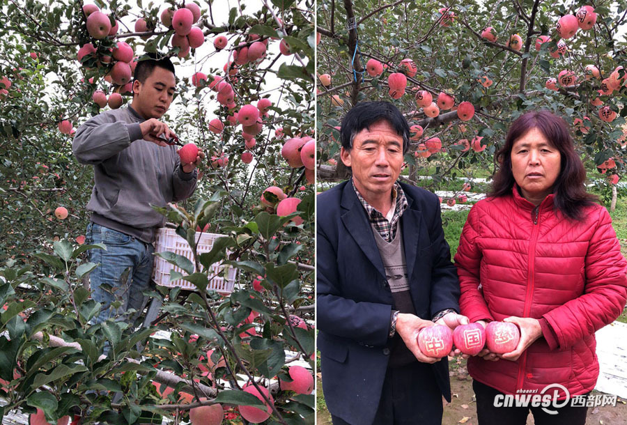 【焦點圖 顯示圖在稿件最下方】90後快遞小哥順便賣自家蘋果收入倍增