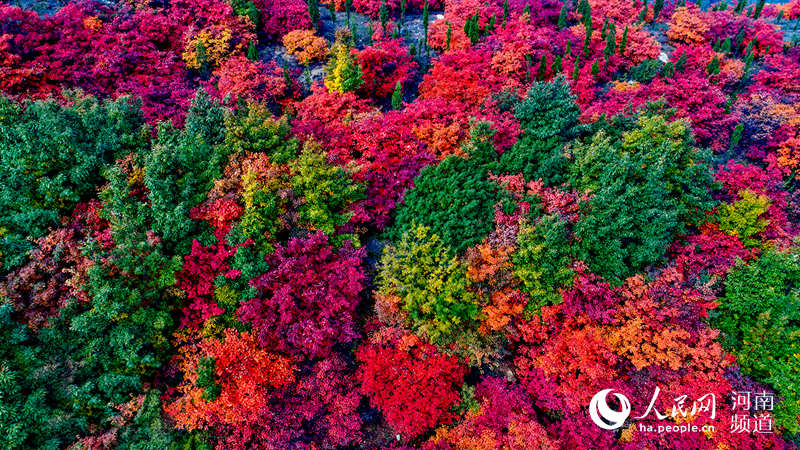 河南禹州：看滿山紅遍 層林盡染