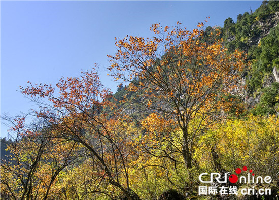 相約紅葉下的盛會 四川理縣紅葉溫泉節11月3日開幕