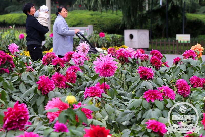 【旅遊  顯示圖在稿件最下方】興慶宮公園裏大麗花 菊花等各種花卉花開正盛