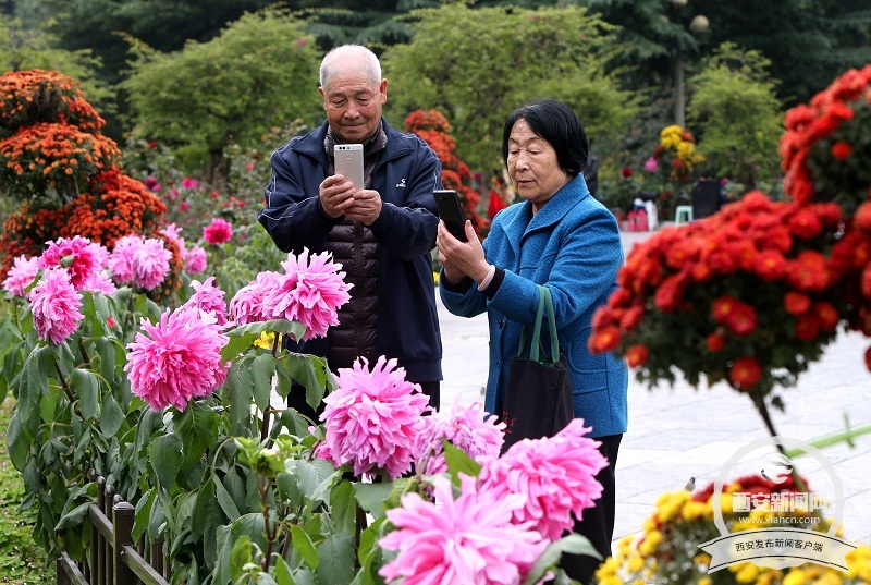 【旅遊  顯示圖在稿件最下方】興慶宮公園裏大麗花 菊花等各種花卉花開正盛