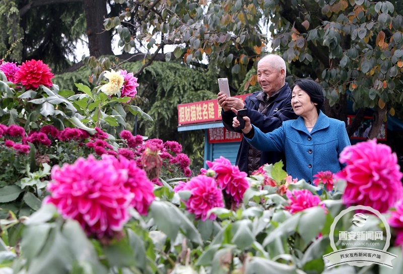 【旅遊  顯示圖在稿件最下方】興慶宮公園裏大麗花 菊花等各種花卉花開正盛