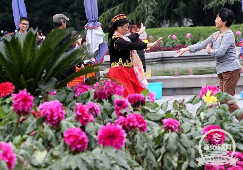 【旅遊  顯示圖在稿件最下方】興慶宮公園裏大麗花 菊花等各種花卉花開正盛
