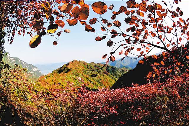 【焦點圖】秋天遊重慶  巴渝秋色