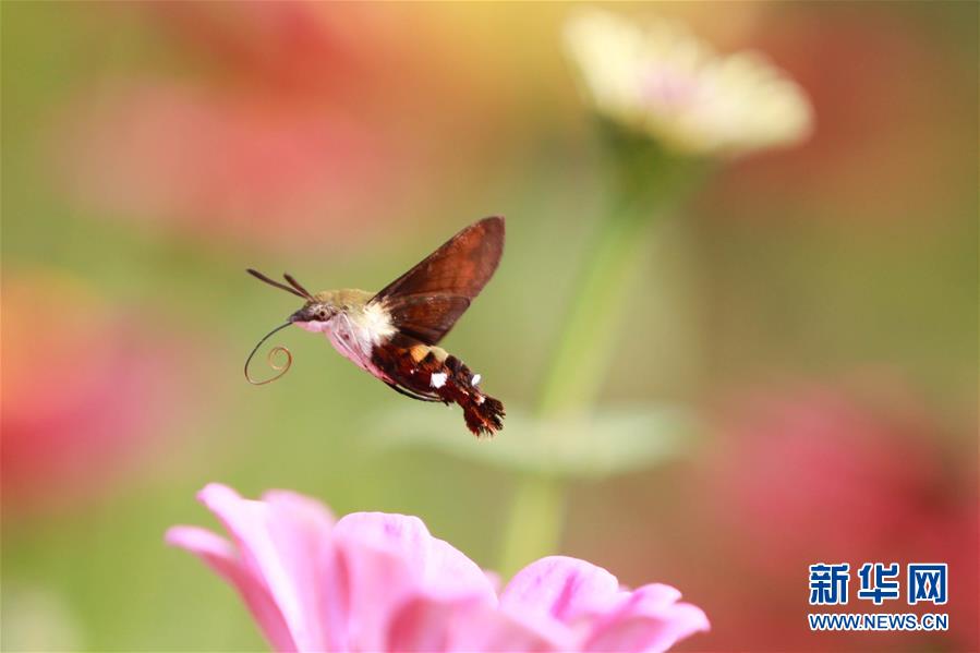 江蘇盱眙澳吉爾綠博園：蜂鳥鷹蛾戲花忙