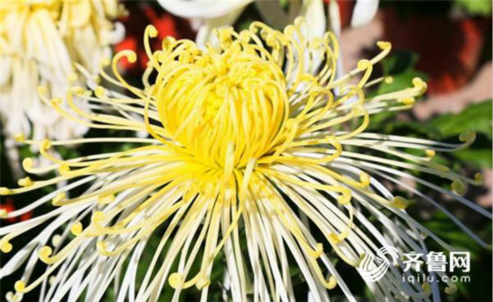 德州錦繡川菊展：菊花一枝獨秀爭相鬥艷_fororder_1509429749858_meitu_6