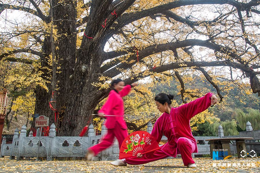 河南魯山2800年銀杏葉黃掩映古寺