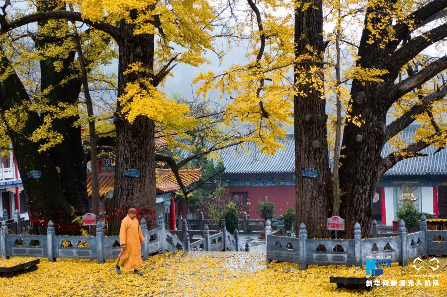 河南魯山2800年銀杏葉黃掩映古寺