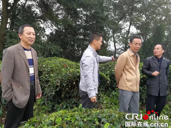 已過審【環保視點 農耕文化 圖文摘要】重慶市農技總站站長曾卓華赴頤廷農業油菜苗基地調研