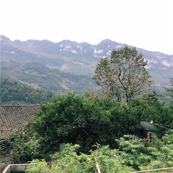 【行遊巴渝 圖文】武隆土地鄉：鄉間柿子飄香