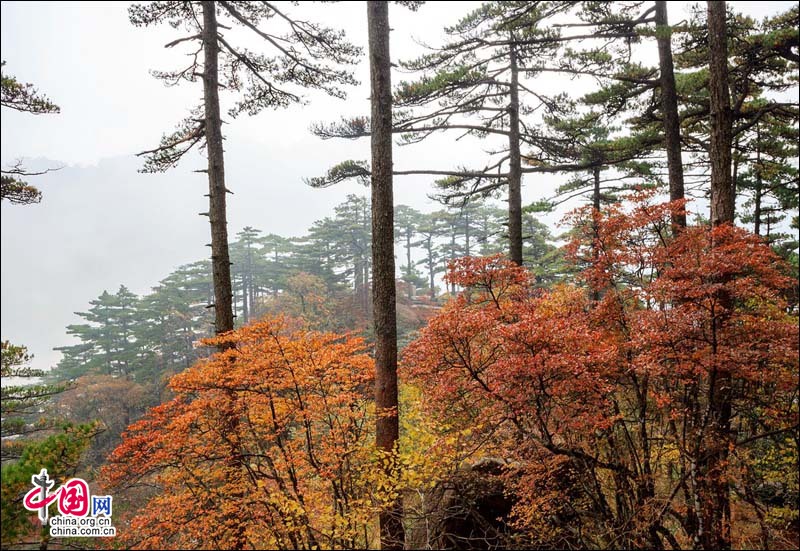 紅藍黃綠印染黃山 秋色似錦怦然心動