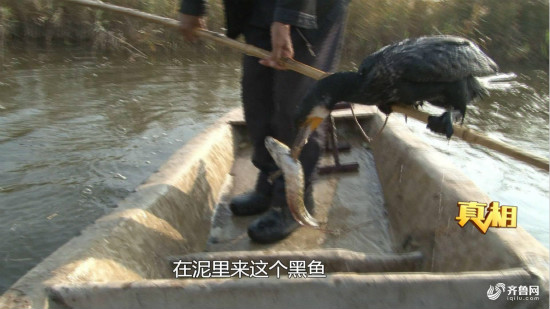 兩百年老技藝魚鷹捕魚現身淄博_fororder_545e60686545e2ad058bfaacd516f819_iqilu_meitu_3