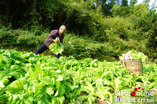 已過審【區縣聯動】萬盛萬東鎮：黃高山蘿蔔上市 貧困戶喜笑顏開【區縣聯動 列表】萬盛萬東鎮黃高山蘿豐收 貧困戶笑開懷