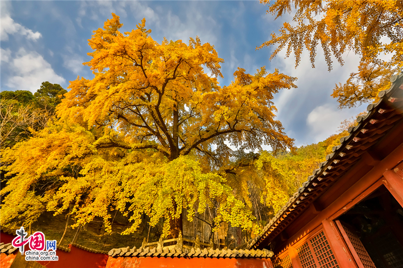 喚醒沉睡千年的金色精靈--沂水靈泉寺銀杏樹