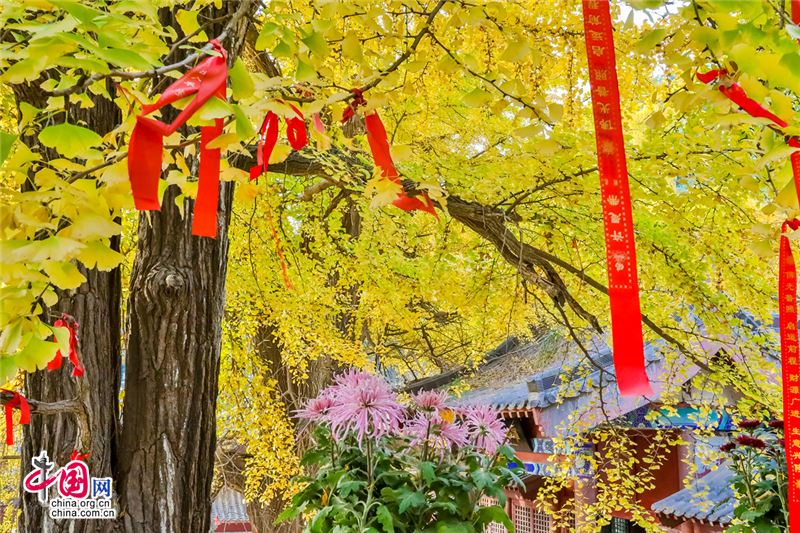 喚醒沉睡千年的金色精靈--沂水靈泉寺銀杏樹