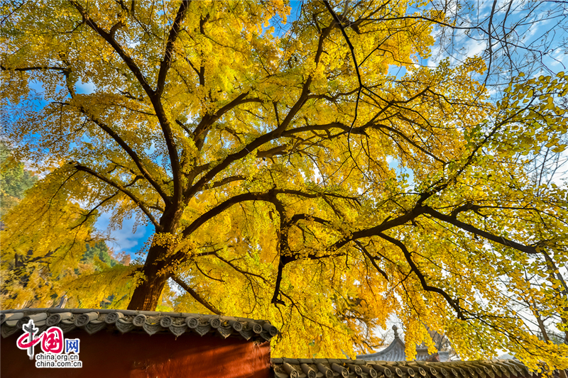 喚醒沉睡千年的金色精靈--沂水靈泉寺銀杏樹