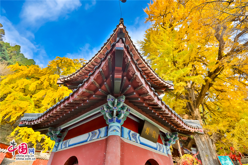 喚醒沉睡千年的金色精靈--沂水靈泉寺銀杏樹