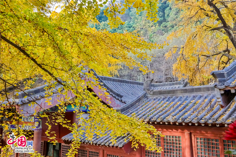 喚醒沉睡千年的金色精靈--沂水靈泉寺銀杏樹