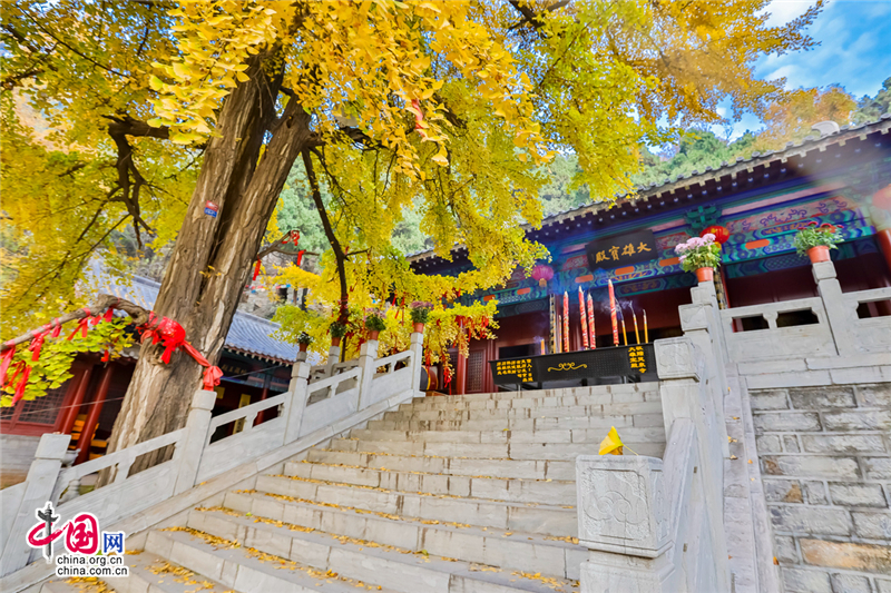 喚醒沉睡千年的金色精靈--沂水靈泉寺銀杏樹