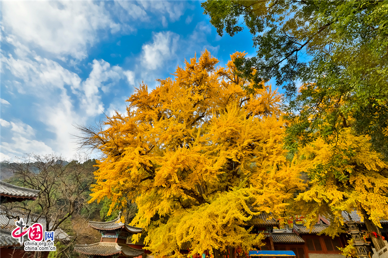 喚醒沉睡千年的金色精靈--沂水靈泉寺銀杏樹