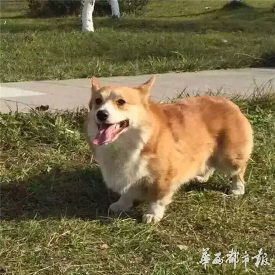 狗狗走丟2小時被人剝皮 失主：不知怎麼跟兒子説