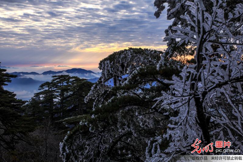 安徽：黃山出現今年入冬第一場霧凇 雲海景觀