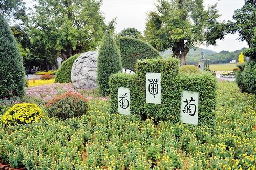 【旅遊文體】【熱門文章-頭圖】青秀山菊花綻放正艷麗 【旅遊文體】【熱門文章-頭圖】青秀山菊花綻放正艷麗