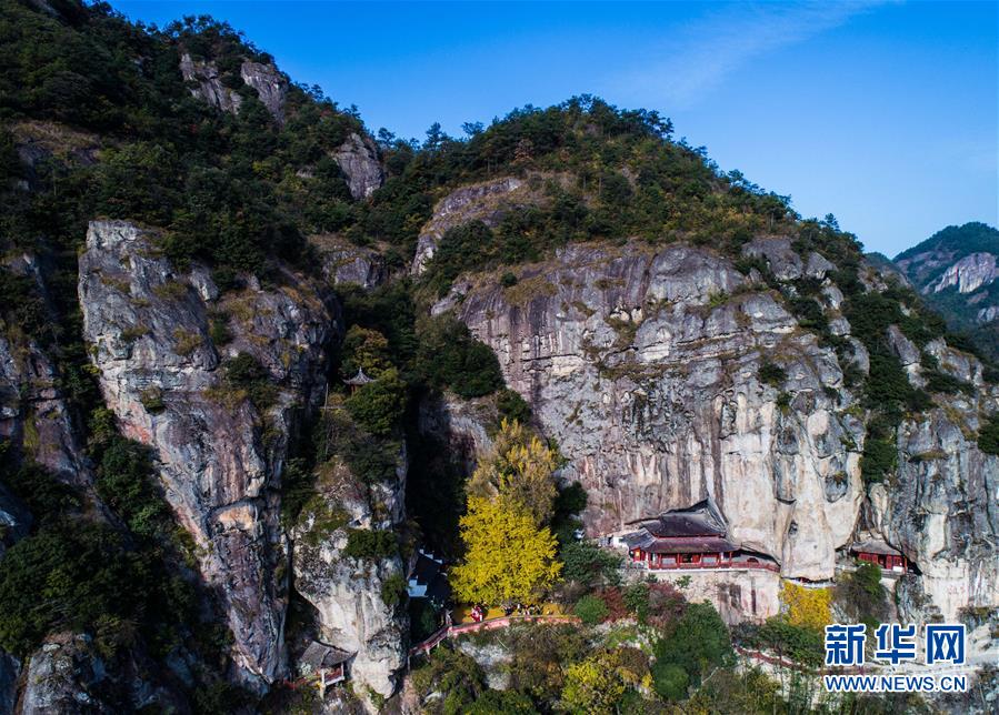 浙江建德：山鄉古樹“黃金雨”