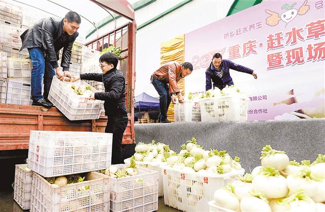 【財經渝企 列表】雙福農貿城農産品展銷 現場簽下3萬噸蘿蔔訂單