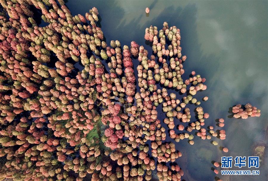 浙江余姚：杉紅似火猶未盡