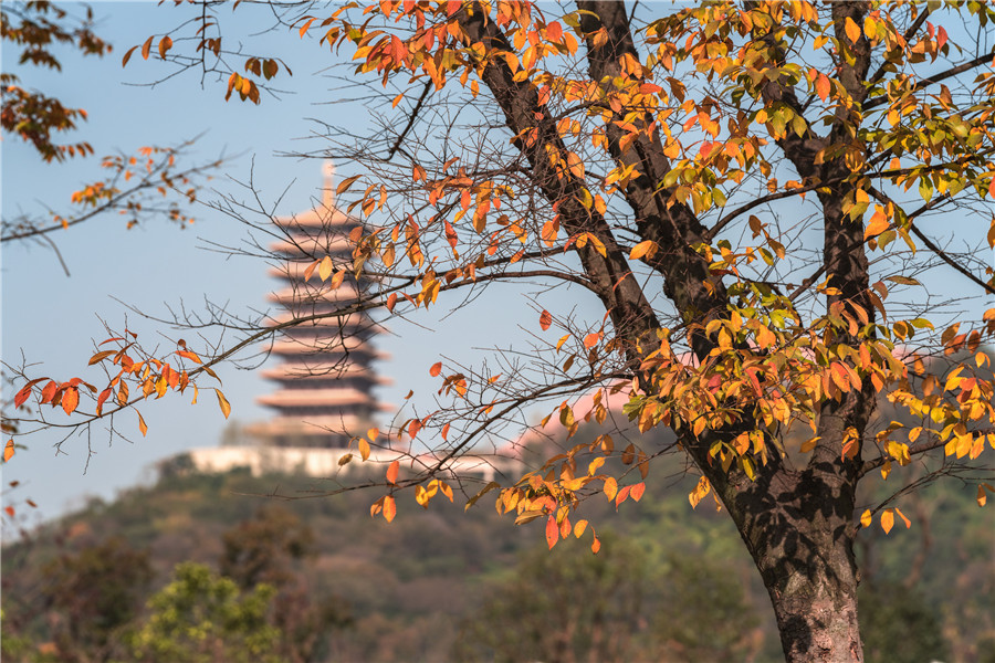 南京牛首山彩林紅葉進入最佳觀賞期