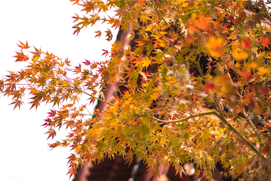 南京牛首山彩林紅葉進入最佳觀賞期