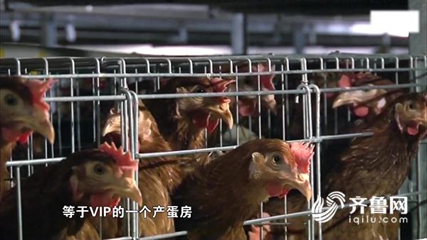 【科技-文字列表】【走遍山東-德州】（頁面標題）德州“VIP産蛋房”每年提供鮮蛋6.5億枚（內容頁標題）德州“VIP産蛋房”每年提供優質鮮蛋6.5億枚