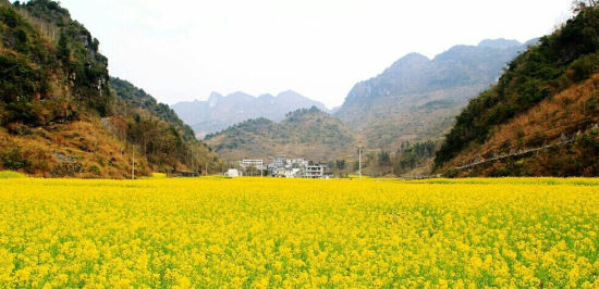 山中天峨 不一樣的冬日芬芳