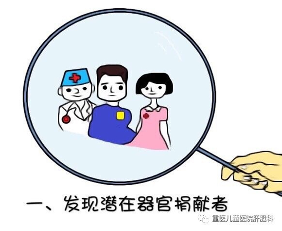 【社會民生】一組漫畫看懂器官捐獻過程