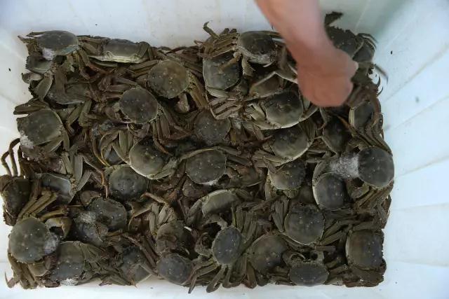 好蟹爬上餐桌，蟹都匯大閘蟹即日起領鮮上市！
