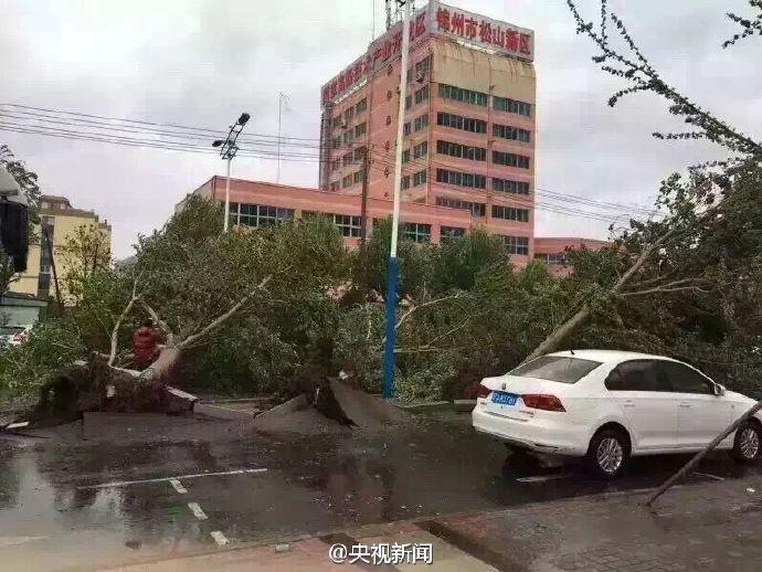 遼寧遭遇暴雨大風襲擊 大樹被連根拔起