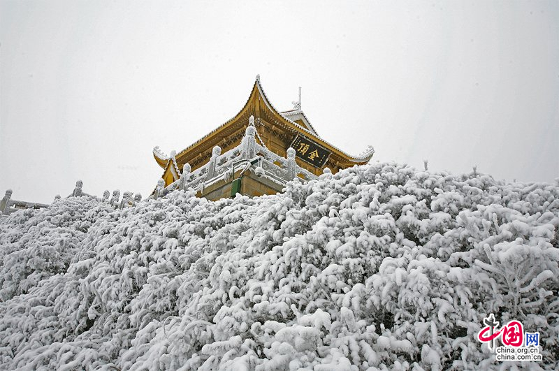 峨眉山:冰雪童話大世界 冬菊吐艷問情濃