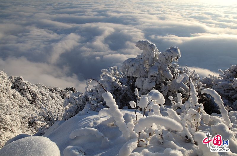 峨眉山:冰雪童話大世界 冬菊吐艷問情濃
