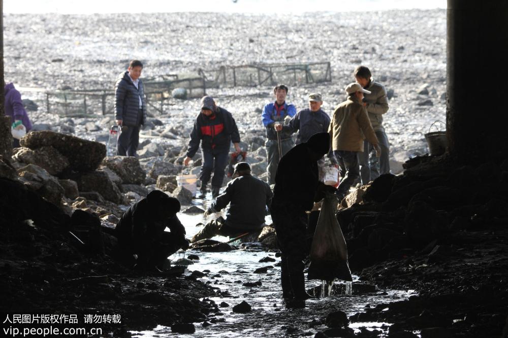 青島天文大潮後“曬海底” 市民趕海忙